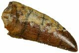 Serrated Raptor Tooth - Real Dinosaur Tooth #332175-1